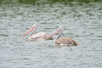 The spot-billed pelican or grey pelican (Pelecanus philippensis) is a member of the pelican family. It breeds in southern Asia.