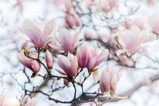 Beautiful magnolia, bud in selective focus on the pink background
Beautiful blossoming  magnolia on blue sky background. Spring, floral greeting card