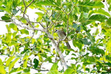 The yellow-vented bulbul (Pycnonotus goiavier), or eastern yellow-vented bulbul, is a member of the bulbul family of passerine birds. It is resident breeder in southeastern Asia.