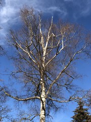 Autumn tree and blue sky