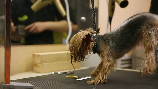 Grummer dries the dog with a hair dryer and combs excess wool after washing.