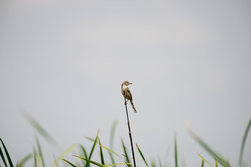 The plain prinia or white-browed wren-warbler