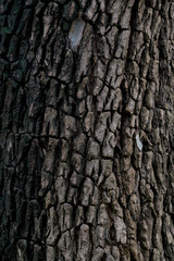 tree texture