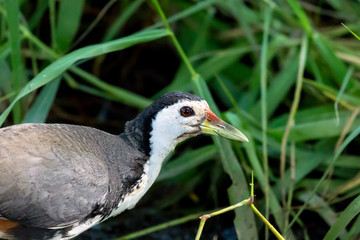 The white-breasted waterhen (Amaurornis phoenicurus) is a waterbird of the rail and crake family, Rallidae, that is widely distributed across Southeast Asia and the Indian Subcontinent.