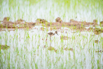 The black-winged stilt, common stilt, or pied stilt is a widely distributed very long-legged wader.
