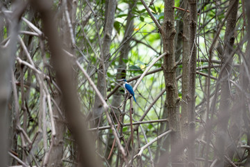 The collared kingfisher or mangrove kingfisher is a medium-sized kingfisher belonging to the subfamily Halcyoninae, the tree kingfishers. It is also known as the white-collared kingfisher.