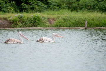 The spot-billed pelican or grey pelican (Pelecanus philippensis) is a member of the pelican family. It breeds in southern Asia.