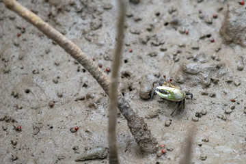A fiddler crab, sometimes known as a calling crab, may be any of approximately 100 species of semi-terrestrial marine crabs