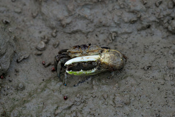 A fiddler crab, sometimes known as a calling crab, may be any of approximately 100 species of semi-terrestrial marine crabs