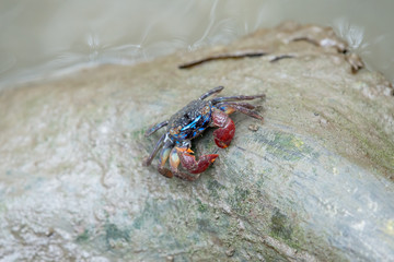 A fiddler crab, sometimes known as a calling crab, may be any of approximately 100 species of semi-terrestrial marine crabs