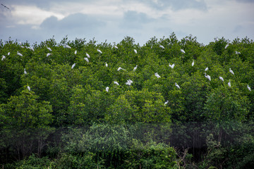 The little egret and cattle egrets are living in rice field in petchburi, Thailand