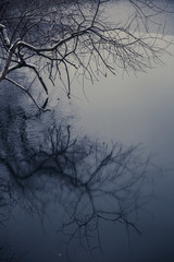 Fototapeta na wymiar winterlicher Baum spiegelt sich im bläulichen Wasser