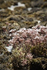 rocky nature with small plants at rotes