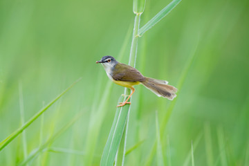 Yellow-bellied Prinia bird