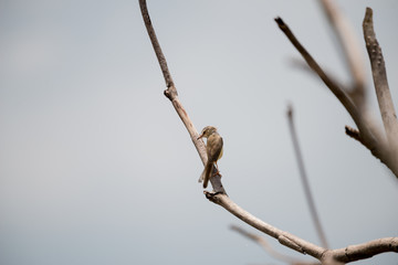 The plain prinia or white-browed wren-warbler
