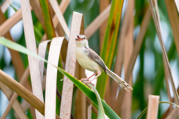 The plain prinia or white-browed wren-warbler