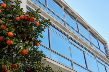 Mandarin tree on a building background.