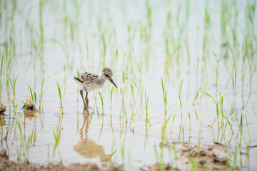 The black-winged stilt, common stilt, or pied stilt is a widely distributed very long-legged wader.