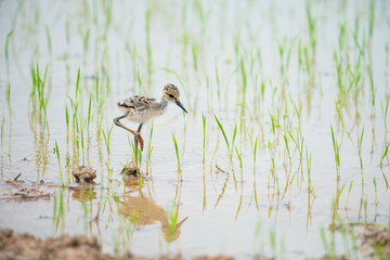 The black-winged stilt, common stilt, or pied stilt is a widely distributed very long-legged wader.
