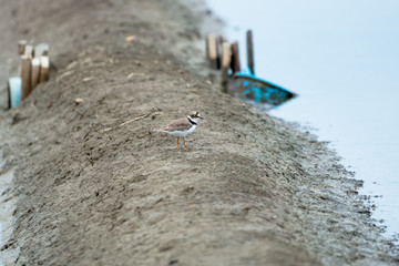 The little ringed plover