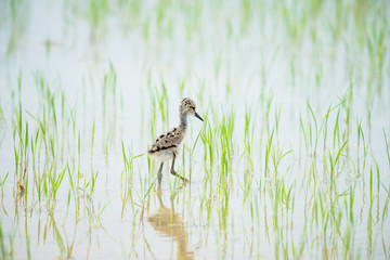 The black-winged stilt, common stilt, or pied stilt is a widely distributed very long-legged wader.