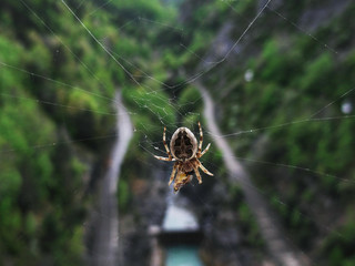 Araña devorando insecto