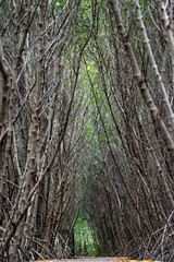 Mangrove forest walkway at Phetchaburi ,Thailand