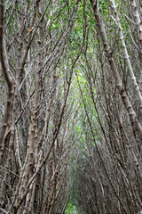 Mangrove forest walkway at Phetchaburi ,Thailand