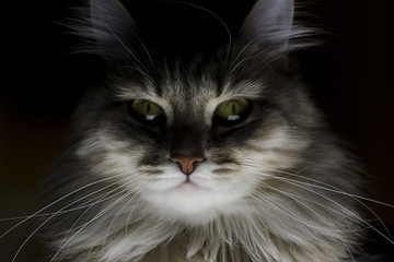 sinister portrait of a cat, sinister cat eyes