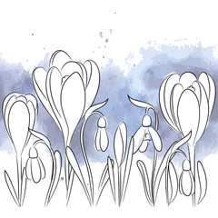 Naklejka premium vector white contour crocus snowdrop border on blue watercolor background