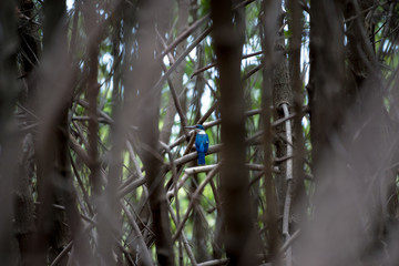 The collared kingfisher or mangrove kingfisher is a medium-sized kingfisher belonging to the subfamily Halcyoninae, the tree kingfishers. It is also known as the white-collared kingfisher.