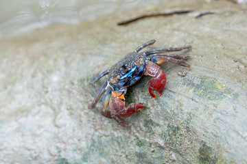 A fiddler crab, sometimes known as a calling crab, may be any of approximately 100 species of semi-terrestrial marine crabs