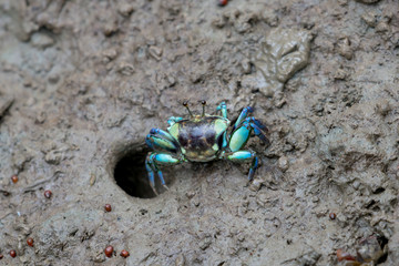 A fiddler crab, sometimes known as a calling crab, may be any of approximately 100 species of semi-terrestrial marine crabs