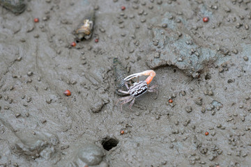 A fiddler crab, sometimes known as a calling crab, may be any of approximately 100 species of semi-terrestrial marine crabs