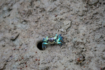 A fiddler crab, sometimes known as a calling crab, may be any of approximately 100 species of semi-terrestrial marine crabs