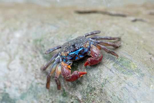A fiddler crab, sometimes known as a calling crab, may be any of approximately 100 species of semi-terrestrial marine crabs
