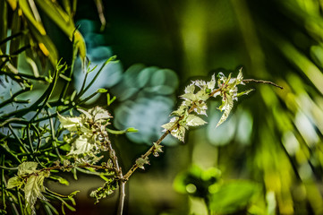 plante sous les tropiques  
