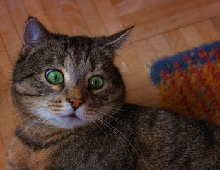 Shocked looking tabby cat lying on the floor