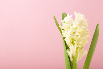 Small white flowers on pink background