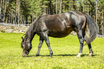 Beautiful horse in the pasture