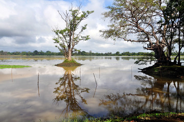 Fototapeta na wymiar Reflections after floods in Sri Lanka