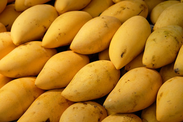 Pile of sweet yellow ripe mangoes prepared for selling in market