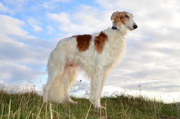 Noble male borzoi stands in a landscape with forest blue sky