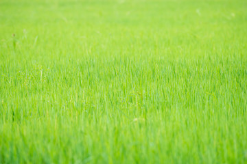 close up rice field background