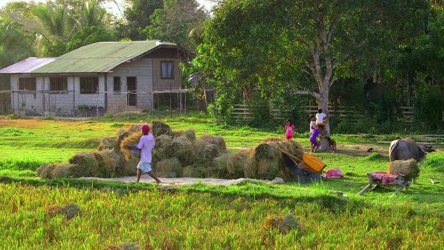 Unloading Rice From Oxen & Children Climbing Tree;