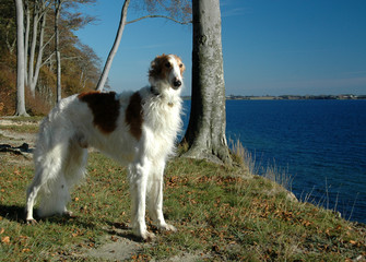 Noble male borzoi stands in a landscape with forest blue sky, and and sea