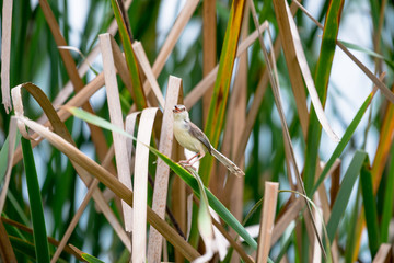 The plain prinia or white-browed wren-warbler