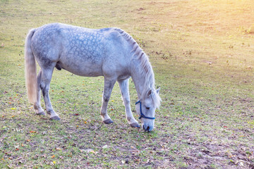 Obraz na płótnie Canvas Dapple gray horse grazing in autumn pasture. Sunny day. Close-up