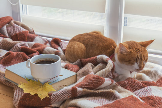Cup of coffee, book with autumn yellow leaf and red-white cat surrounded wool blanket on windowsill