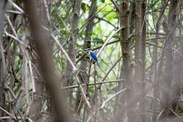 The collared kingfisher or mangrove kingfisher is a medium-sized kingfisher belonging to the subfamily Halcyoninae, the tree kingfishers. It is also known as the white-collared kingfisher.